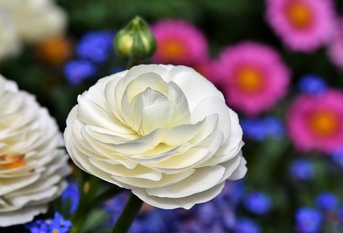 blomst